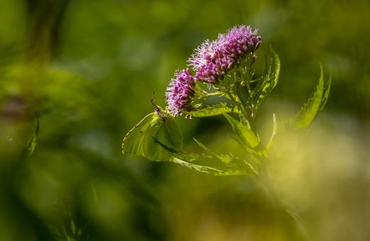Common Brimstone
