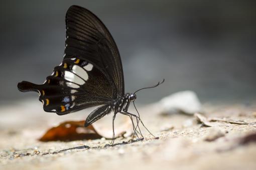 Common mormon  - Free Stock Photo