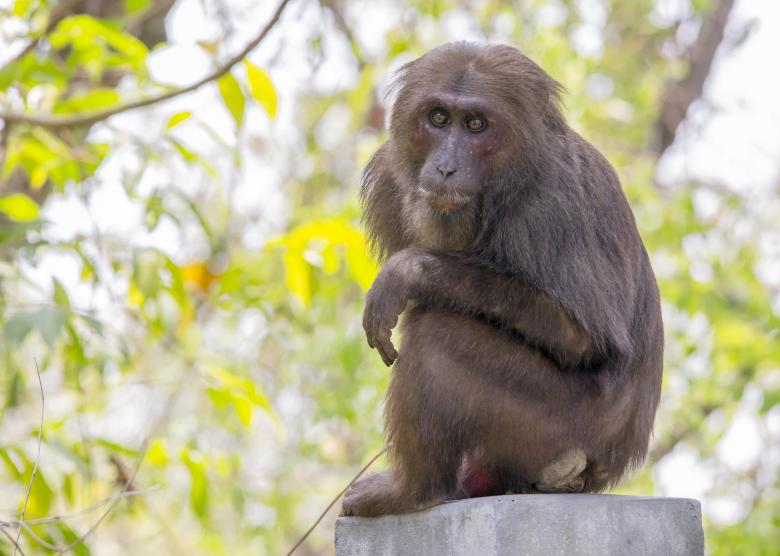 Free stock image of Stump-tailed macaque monkey created by Erik Karits