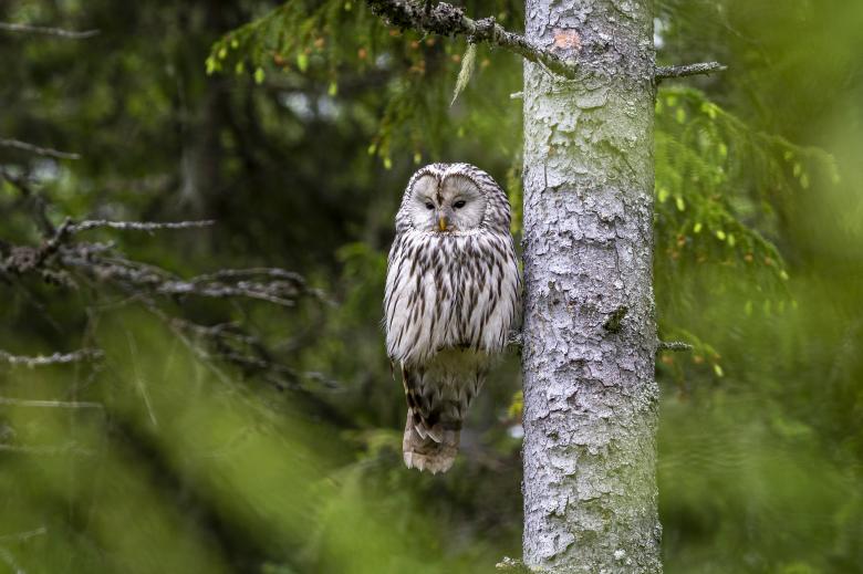 Free stock image of Ural owl created by Erik Karits