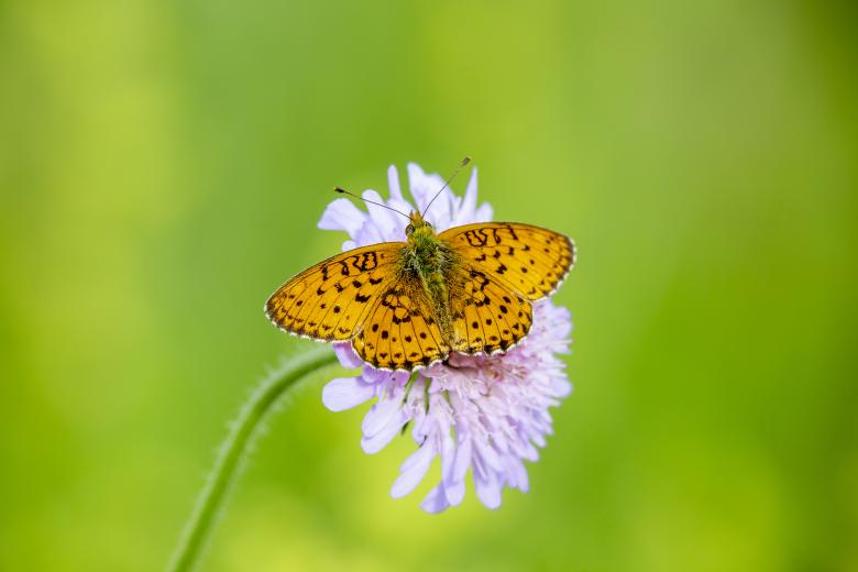Free stock image of Small pearl-bordered fritillary created by Erik Karits