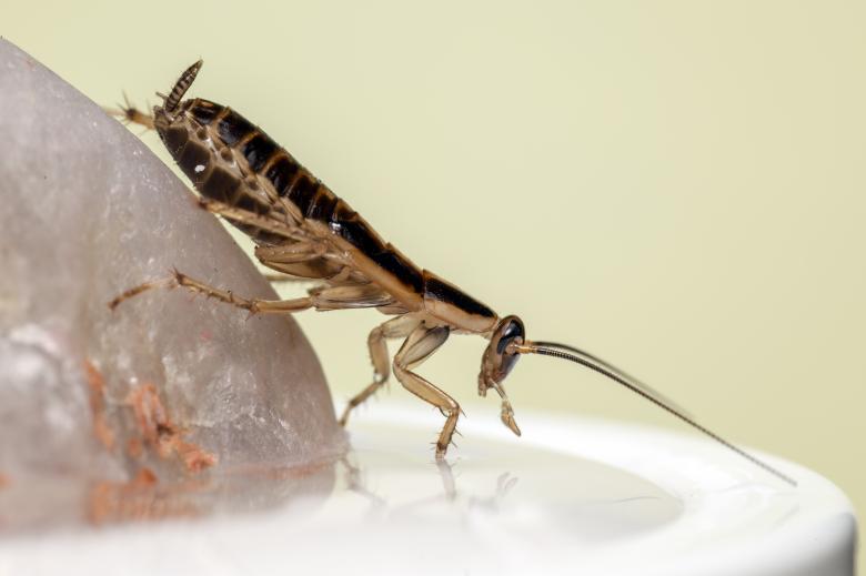 Free stock image of German Cockroach created by Erik Karits