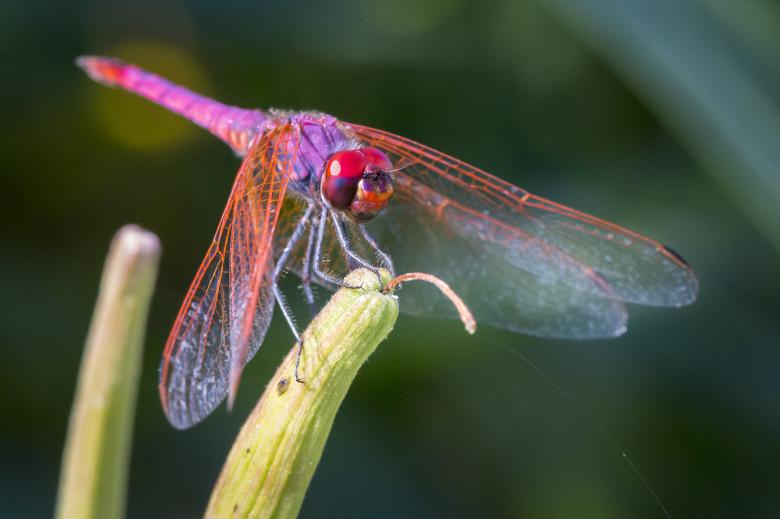 Free stock image of Violet Dropwing created by Erik Karits