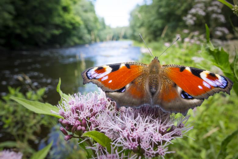 Free stock image of Peacock Butterfly created by Erik Karits