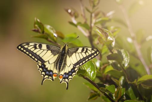 Old World Swallowtail