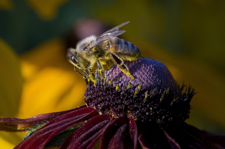 Free stock image of Western Honey Bee created by Erik Karits