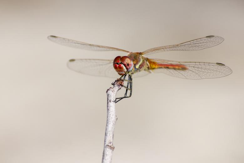 Free stock image of Red-veined Dropwing created by Erik Karits