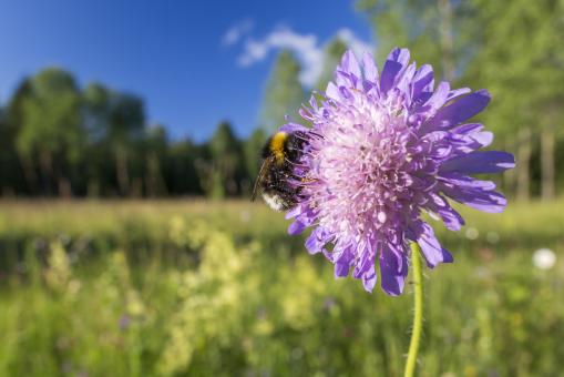 Bumble bee on the flower - Free Stock Photo