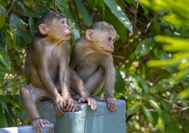 Free stock image of Stump-tailed Macaque Monkeys created by Erik Karits