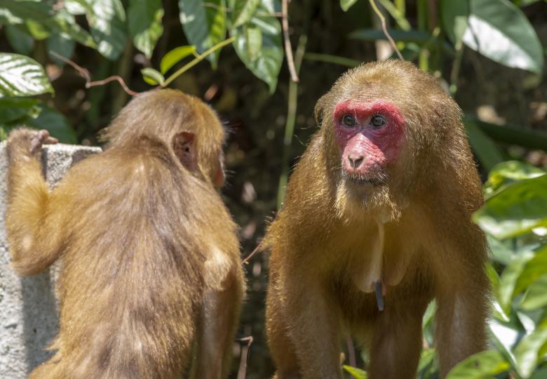 Free stock image of Stump-Tailed Macaque Primates created by Erik Karits
