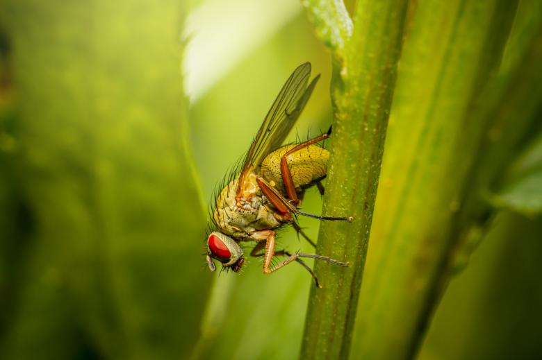 Free stock image of Red Eyed Fly created by Erik Karits