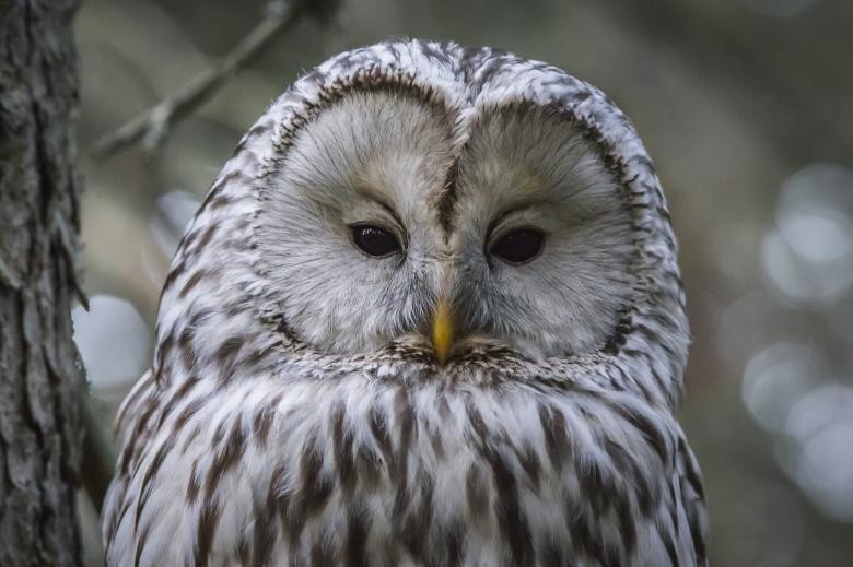 Free stock image of Portrait of a Ural Owl created by Erik Karits