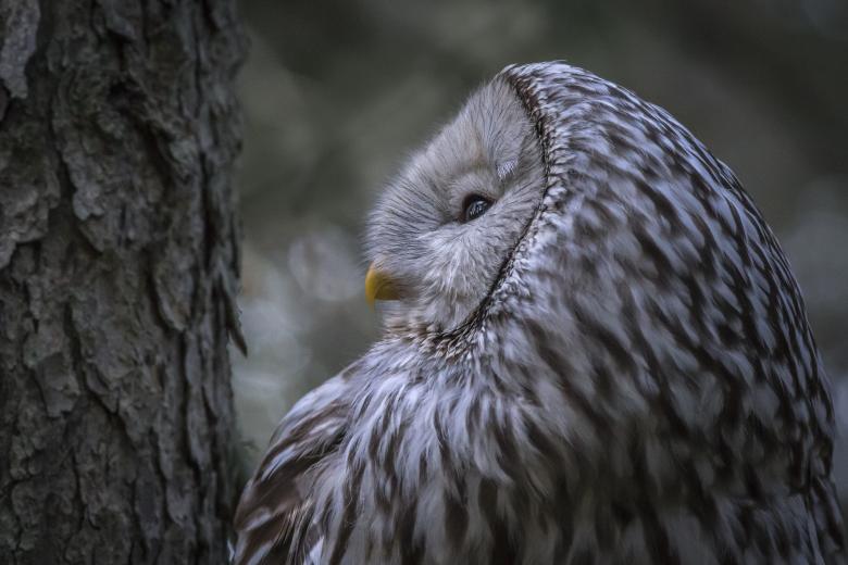 Free stock image of Profile of a ural owl created by Erik Karits