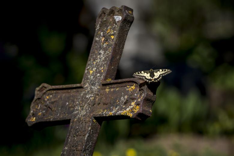 Free stock image of Old world swallowtail in cemetery created by Erik Karits