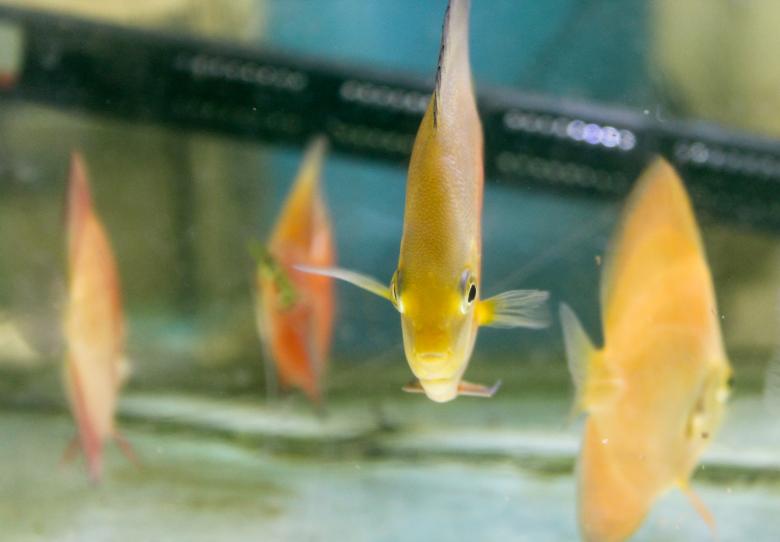 Free stock image of Aquarium Fish created by Tona sam