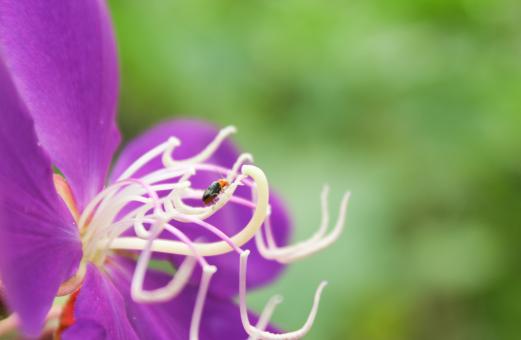 Fly on Tibouchina Urvilleana Violet Flower