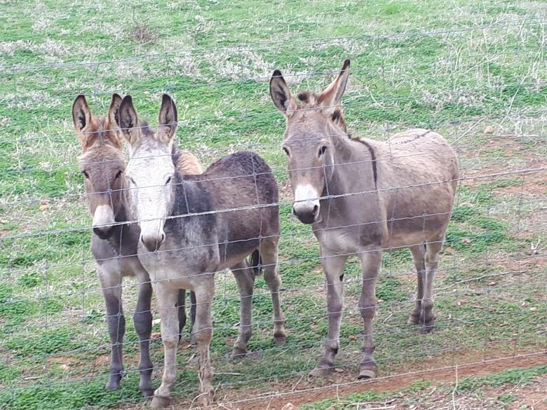 Free stock image of Farm Donkeys created by David Baker