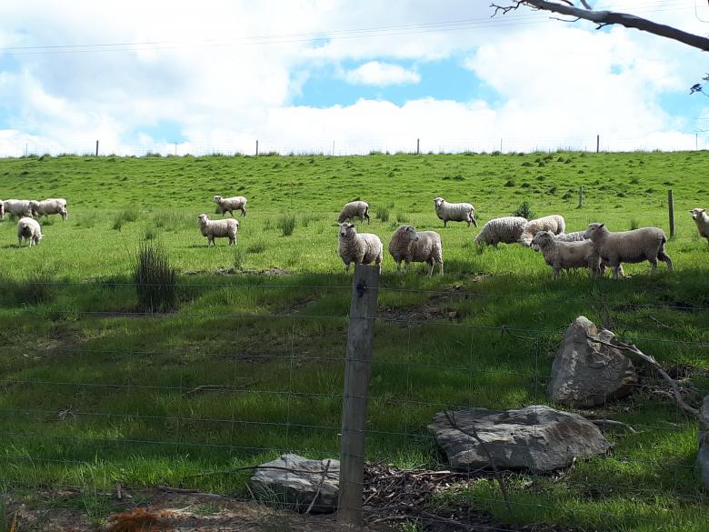 Free stock image of Sheep in a Field created by David Baker