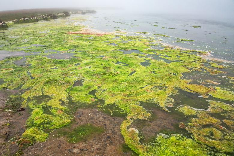 Free stock image of Algae World created by Nicolas Raymond