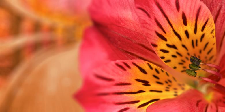 Free stock image of Inca Magic Lily created by Nicolas Raymond