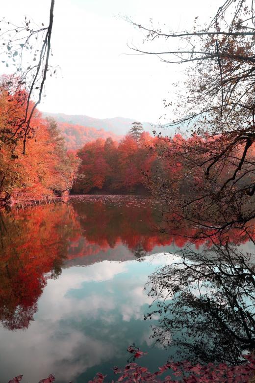 Free stock image of Autumn Forest and Lake created by Sahin Sezer Dincer