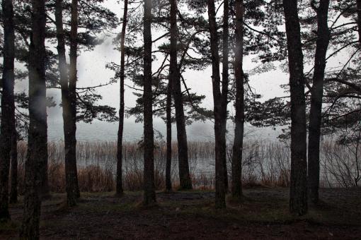 Dark Woods with Tall Trees - Free Stock Photo