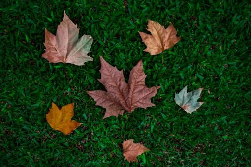 Colorful autumn leaves - Free Stock Photo