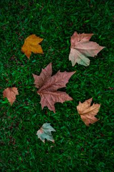 Composition with autumn leaves - Free Stock Photo