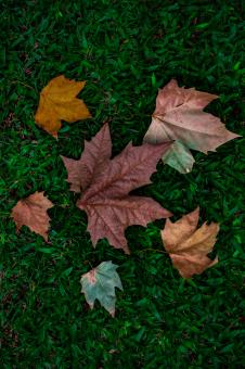 Different colorful autumn leaves - Free Stock Photo