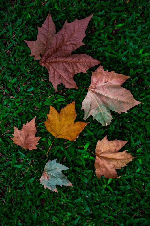 Free stock image of Composition with autumn leaves created by Lucas George Wendt