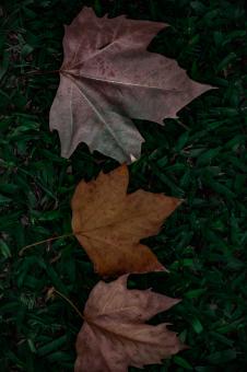 Dark autumn leaves - Free Stock Photo