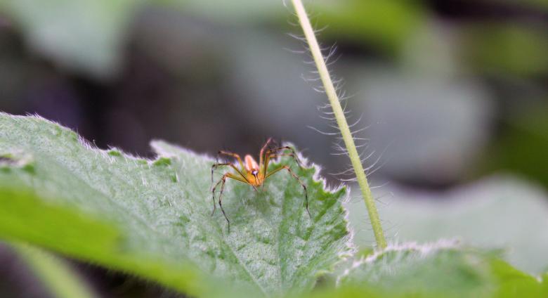 Free stock image of Yellow Spider on Green Leaf created by Tona sam