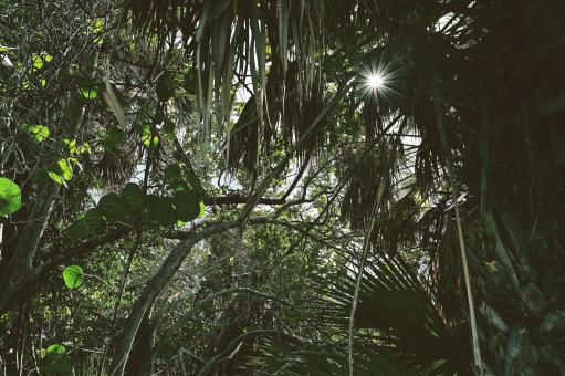 Sunlight Out - Free Stock Photo