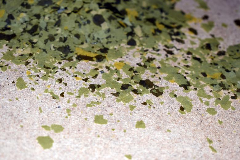 Free stock image of Green flakes created by NomeVizualizzato