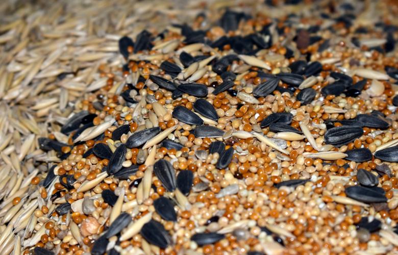 Free stock image of Mix of seeds created by NomeVizualizzato