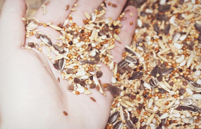 Free stock image of Seeds on a hand created by NomeVizualizzato