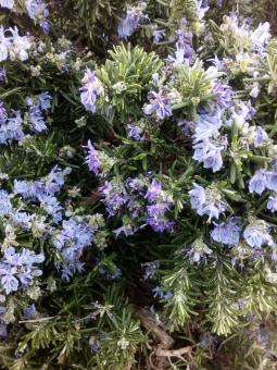Free Stock Photo of Violet Bed of Flowers
