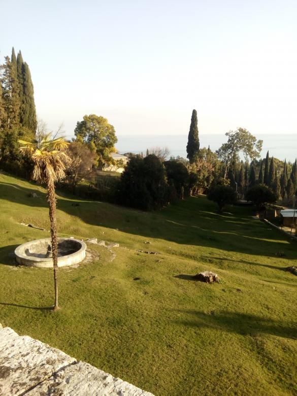 Free stock image of Palm tree on the hill created by NomeVizualizzato