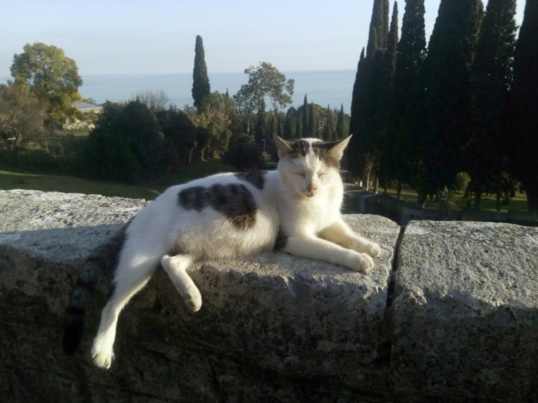 Free stock image of The cat is enjoying the sun created by NomeVizualizzato