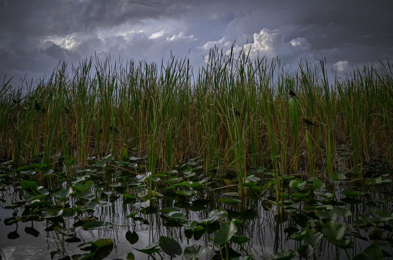Free stock image of Hiding in tall grass created by Oleg