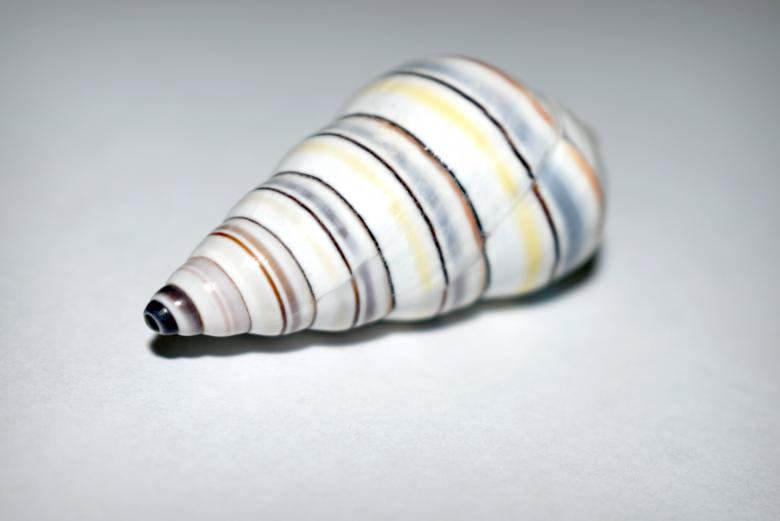 Free stock image of Seashell - Natural pattern created by NomeVizualizzato