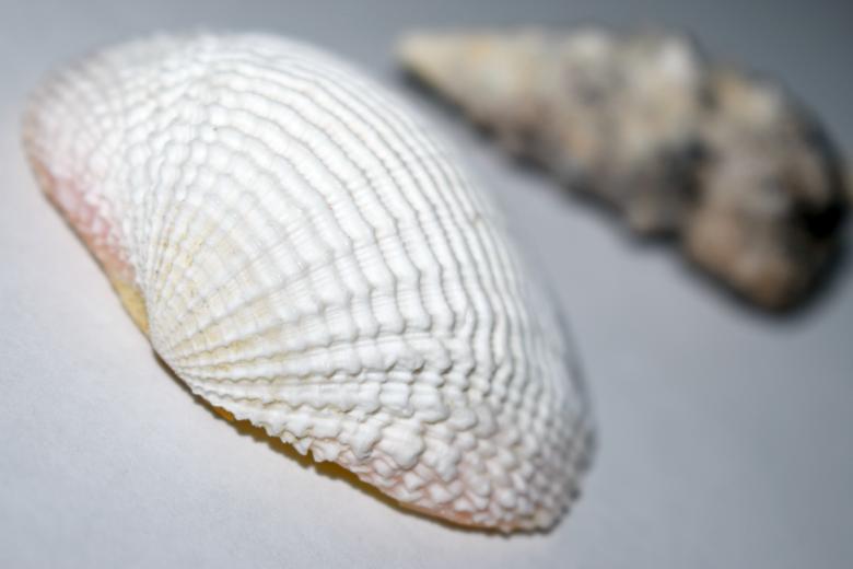 Free stock image of Two seashells created by NomeVizualizzato