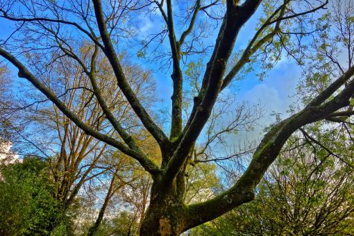 Old Tree