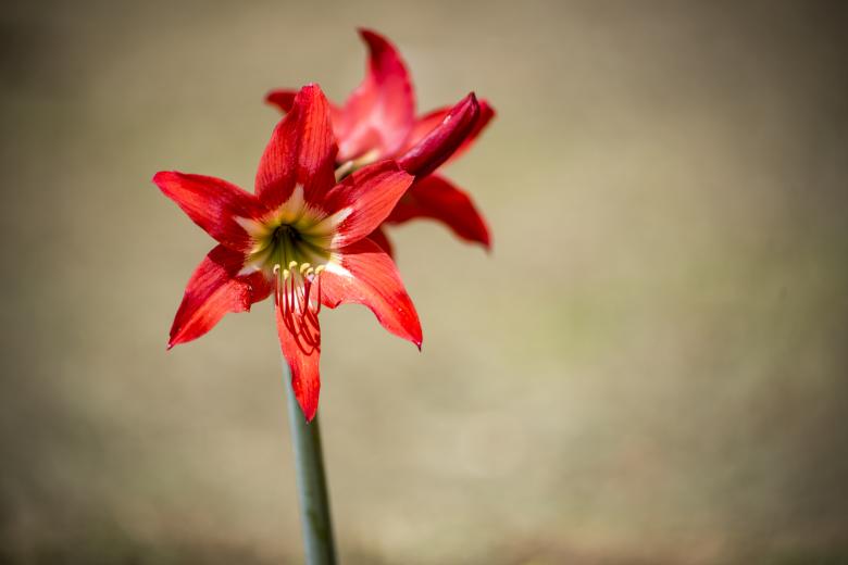 Free stock image of Red Flowers on Blur Background created by Peter Olexa