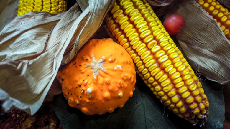 Free stock image of Autumn corn and pumpkin decoration created by Jovani