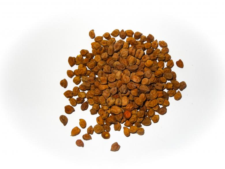 Free stock image of Brown Chickpea created by EBY ARACKAL VARKEY