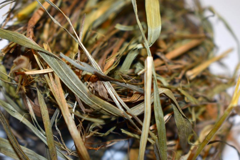 Free stock image of Dry Grass created by NomeVizualizzato