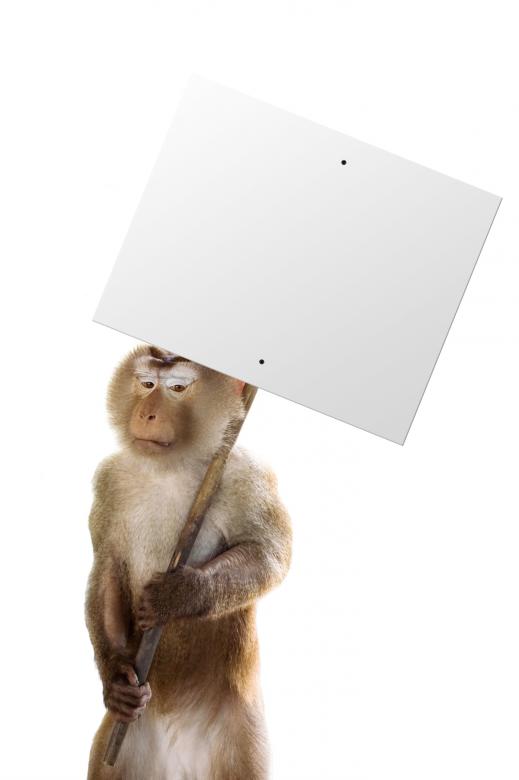 Free stock image of Monkey with a Blank Sign created by Abdul Nafay