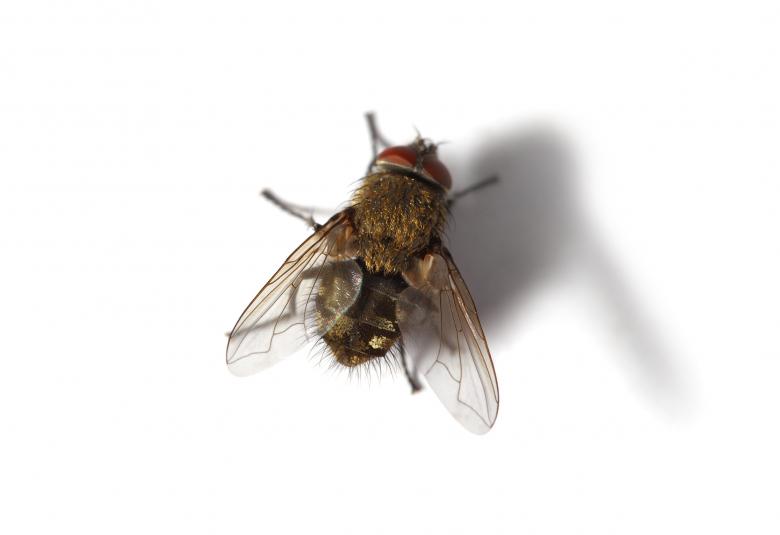 Free stock image of Housefly Macro created by Abdul Nafay