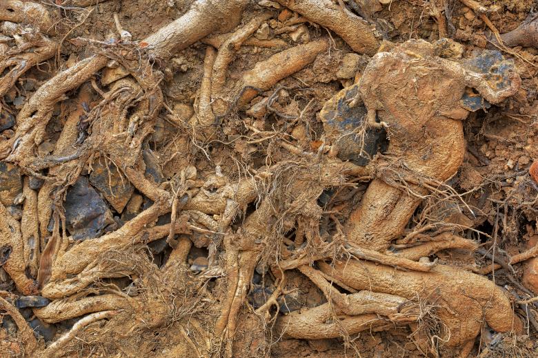 Free stock image of Mangled Roots created by Nicolas Raymond
